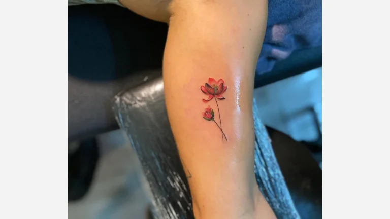 Colorful Lotus Flower